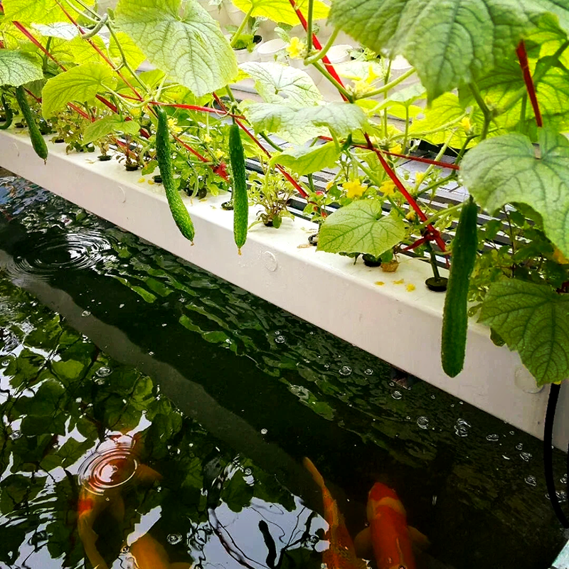 来宾市智能温室鱼菜共生 - 推荐