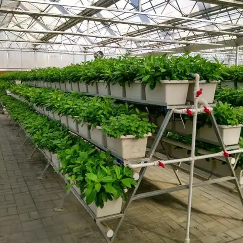 来宾市植物工厂无土栽培 - 价格